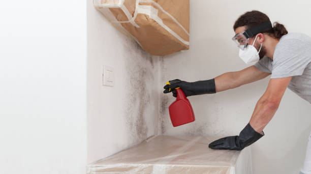 Basement Mold Remediation treatment on basement walls in Brightwaters