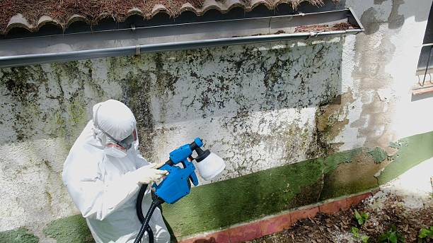 Mold Removal service in Brightwaters
